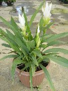weiß Zimmerpflanzen Kurkuma Blume (Curcuma) foto