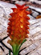 kırmızı Kapalı bitkiler Zerdeçal çiçek (Curcuma) fotoğraf