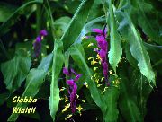 lilla Indendørs planter Dansende Dame Blomst (Globba) foto
