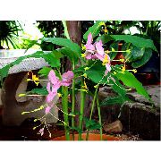 ροζ φυτά εσωτερικού χώρου Χορό Κυρία λουλούδι (Globba) φωτογραφία