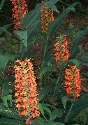 κόκκινος φυτά εσωτερικού χώρου Hedychium, Πεταλούδα Τζίντζερ λουλούδι  φωτογραφία