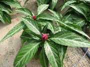 pink Indendørs planter Porphyrocoma Blomst  foto