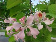 ピンク 屋内植物 蘭の木 フラワー (Bauhinia) フォト