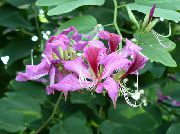 orgován Izbové Rastliny Orchidea Strom Kvetina (Bauhinia) fotografie