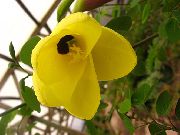 žlutý Pokojové rostliny Orchidej Strom Květina (Bauhinia) fotografie