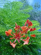 червен Стайни растения Royal Poinciana, Пищен Дърво Цвете (Delonix regia) снимка