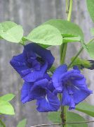 mörkblå Krukväxter Fjäril Ärta Blomma (Clitoria ternatea) foto