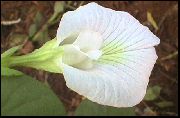 fehér Szobanövények Pillangó Borsó Virág (Clitoria ternatea) fénykép