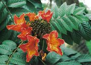 红 室内植物 非洲郁金香树 花 (Spathodea) 照片