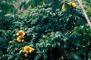 黄 室内植物 非洲郁金香树 花 (Spathodea) 照片