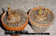 бял Стайни растения Беладона Лилия, Март Лилия, Гол Дама Цвете (Amaryllis) снимка