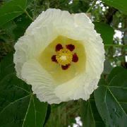 Asiatisk Portoe, Dvärg Asiatisk Portia, Hav Hibiskus gul Blomma