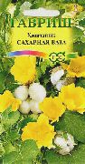 dzeltens  Gossypium, Kokvilnas Augs Zieds  foto