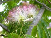 ვარდისფერი შიდა მცენარეები აბრეშუმის ხე ყვავილების (Albizia julibrissin) ფოტო