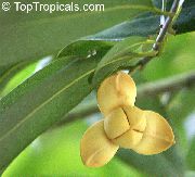 жоўты Хатнія расліны Мелодорум Кветка (Melodorum fruticosum) фота