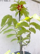 წითელი შიდა მცენარეები Calabao ყვავილების (Uvaria) ფოტო
