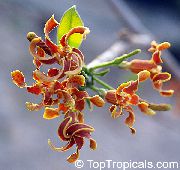 oranžový Izbové Rastliny Strophanthus Kvetina  fotografie