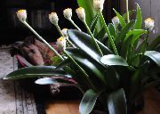 branco Plantas de interior Paint Brush, Blood Lily, Sea Egg, Powder Puff Flor (Haemanthus) foto