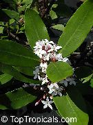 白 室内植物 布须曼人的毒药 花 (Acokanthera) 照片