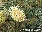 黄 室内植物 银桦 花 (Grevillea sp.) 照片