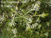 白 室内植物 银桦 花 (Grevillea sp.) 照片