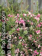 růžový Pokojové rostliny Grevillea Květina (Grevillea sp.) fotografie