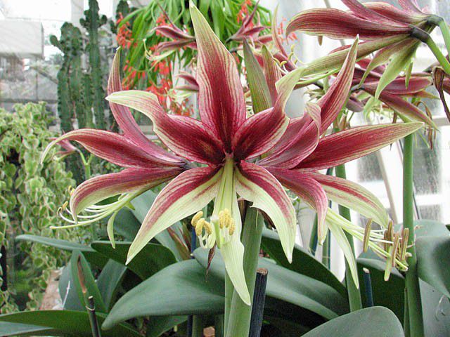 Plantas de interior Amarilis Flor (Hippeastrum) foto, características y  siembra, cuidado y creciente. Color de la flor: vinoso, rosa, amarillo,  naranja, rojo, blanco