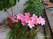 Зефирантес рожевий Квітка