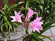 粉红色 室内植物 文殊 花 (Crinum) 照片