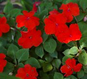vermelho Plantas de interior Patience Plant, Balsam, Jewel Weed, Busy Lizzie Flor (Impatiens) foto