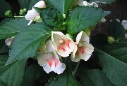 λευκό φυτά εσωτερικού χώρου Φυτό Υπομονή, Βάλσαμο, Κόσμημα Ζιζανίων, Απασχολημένος Lizzie λουλούδι (Impatiens) φωτογραφία