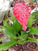Billbergia κόκκινος λουλούδι