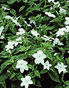 Browallia თეთრი ყვავილების