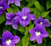 Browallia púrpura Flor