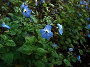 Browallia azul claro Flor