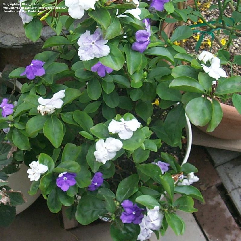 Plantas de interior Brunfelsia, Ayer-Hoy-Mañana Flor foto, características  y siembra, cuidado y creciente. Color de la flor: lila, blanco