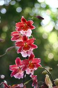 crvena Sobne biljke Vuylstekeara-Cambria Cvijet  foto