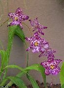ljubičasta Sobne biljke Vuylstekeara-Cambria Cvijet  foto