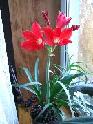 vermelho Plantas de interior Vallota Flor (Vallota (Cyrtanthus)) foto