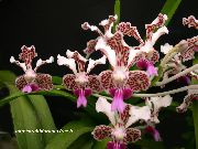 bordó Szobanövények Vanda Virág  fénykép
