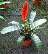 rood Kamerplanten Vriesea Bloem  foto