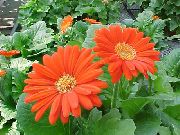 orange Plantes d'intérieur Daisy Transvaal Fleur (Gerbera) photo