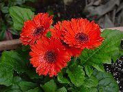 红 室内植物 德兰士瓦雏菊 花 (Gerbera) 照片