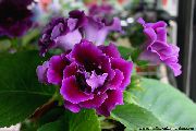 purpurne Toataimed Sinningia (Gloxinia) Lill  foto