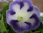 Sinningia (Gloxinia) azul claro Flor