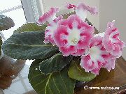 рожевий Домашні рослини Синнінгія (Глоксинія) Квітка (Sinningia (Gloxinia)) фото