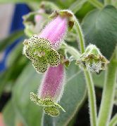 liliac Plante de interior Gloxinia Copac Floare (Kohleria) fotografie