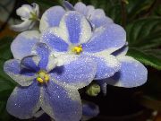 Violeta Africana azul claro Flor