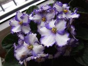 白 室内植物 非洲紫罗兰 花 (Saintpaulia) 照片
