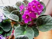粉红色 室内植物 非洲紫罗兰 花 (Saintpaulia) 照片